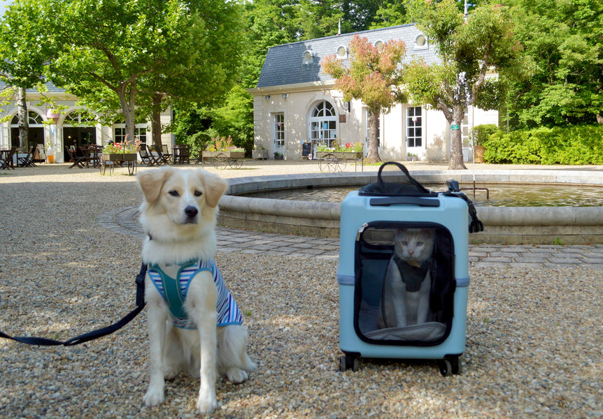 保護猫みかん・ハク・保護犬彩葉(いろは)の飼い主KさんNさんのストーリー  ~ペットが教えてくれた事~